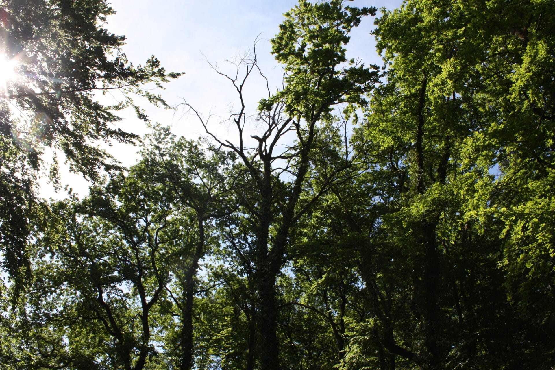 photo dans la forêt