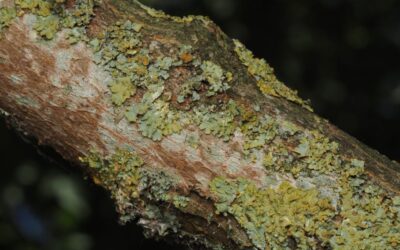 XYLELLA FASTIDIOSA – Fermeture du dépôt de déchets verts au centre de recyclage