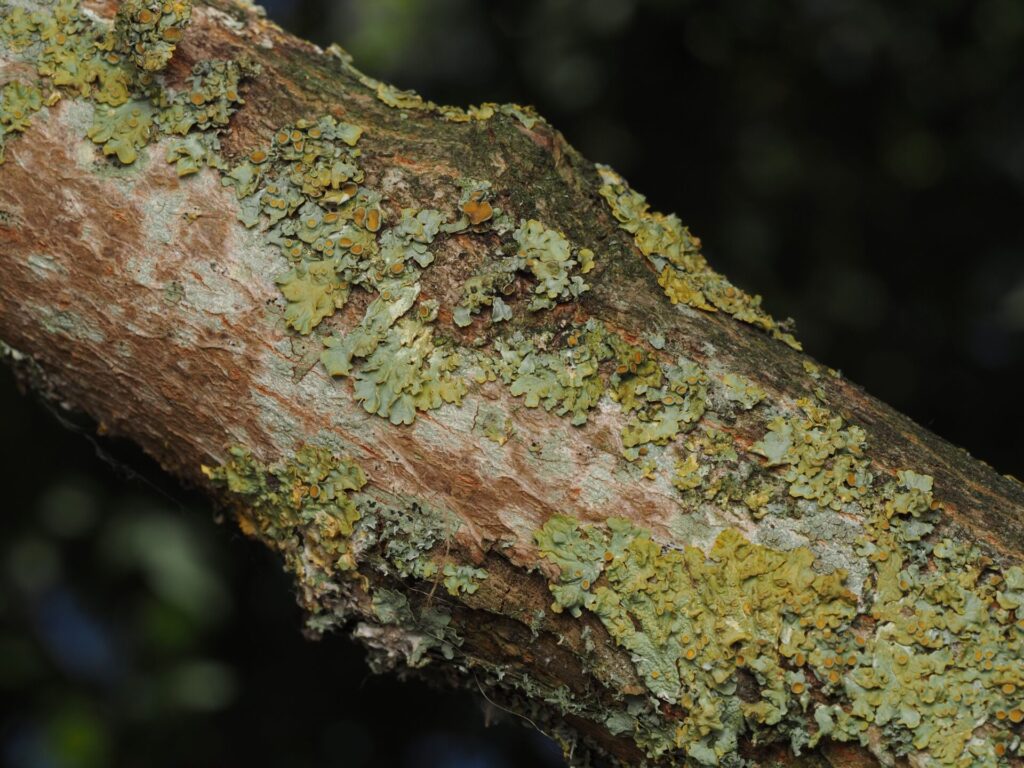 XYLELLA FASTIDIOSA - Fermeture du dépôt de déchets verts au centre de recyclage